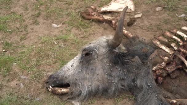 Old Dead Animal Carcass Died Naturally Carrion Rozkładu Gnicia Gnicia — Wideo stockowe
