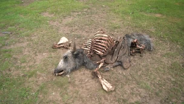 Старий Мертвий Тваринний Каркас Який Помер Природним Шляхом Кордон Поклав — стокове відео