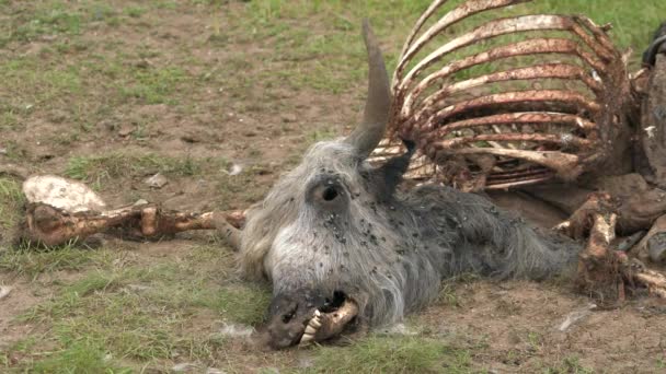 Old Dead Animal Carcass Died Naturally Carrion Råtnende Råttenedbrytning Korrupsjon – stockvideo