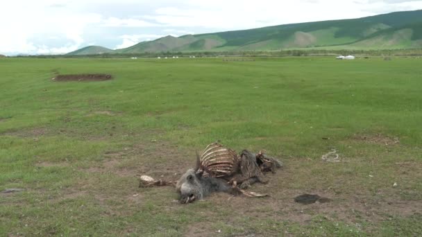 Doğal Yollardan Ölen Yaşlı Ölü Hayvan Leşi Çürümüş Leş Çürümüş — Stok video