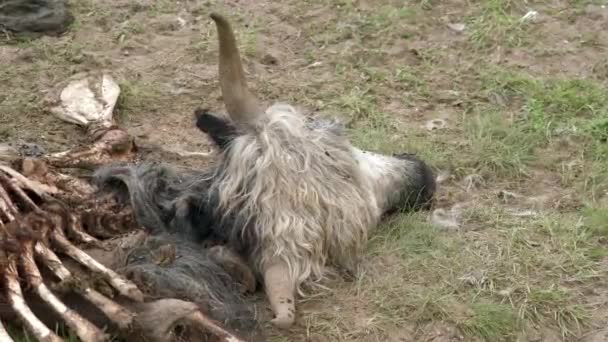 Gamla Döda Djurkadaver Som Dog Naturligt Carrion Ruttnande Fraktion Ruttna — Stockvideo