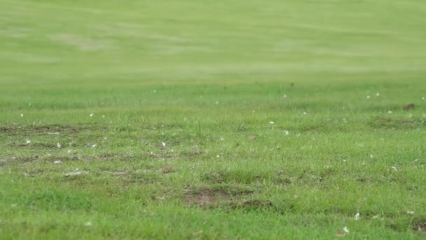 Carcaça Animal Morto Velho Que Morreu Naturalmente Carrion Putrefação Apodrecimento — Vídeo de Stock