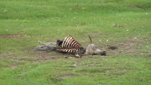 Oud Dood Dierlijk Karkas Dat Natuurlijk Overleden Carrion Rotting Rotting — Stockvideo