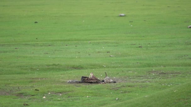 Carcaça Animal Morto Velho Que Morreu Naturalmente Carrion Putrefação Apodrecimento — Vídeo de Stock