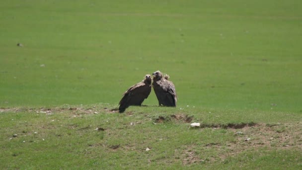 Avvoltoio Selvatico Libero Ambiente Naturale Monaco Nero Avvoltoio Eurasiatico Aegypius — Video Stock