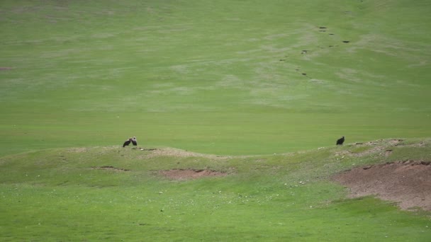 Abutre Selvagem Livre Ambiente Natural Monge Negro Abutre Eurasiano Aegypius — Vídeo de Stock