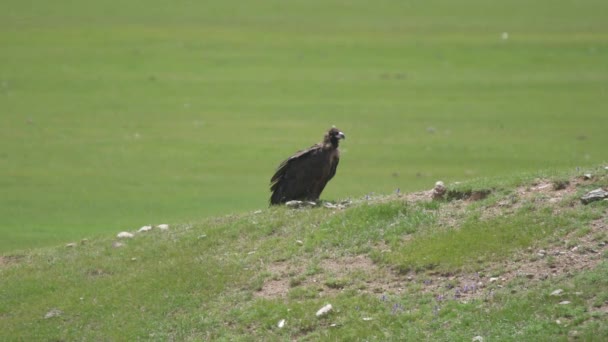 Doğal Ortamda Özgür Vahşi Akbaba Kara Keşiş Avrasyalı Akbaba Aegypius — Stok video