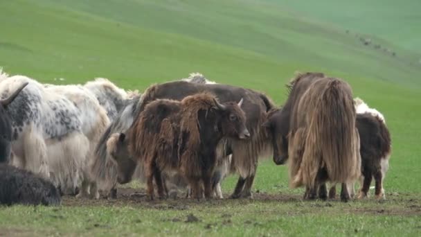 Een Kudde Yak Asian Meadow Tamme Yak Bovid Bos Grunniens — Stockvideo