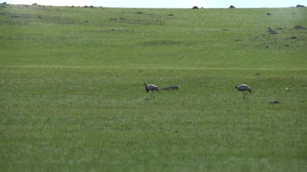 Real Wild Crane Birds Walking Natural Meadow Habitat Demoiselle Anthropoides — Stock video