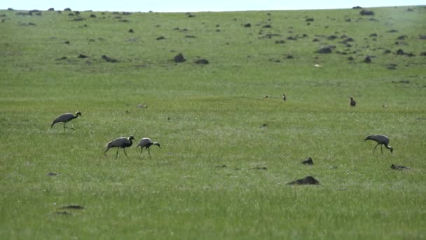 Real Wild Crane Birds Walking Natural Meadow Habitat Demoiselle Anthropoides — Stock video