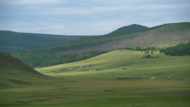 Zelte Bewaldeten Wiesen Der Mongolei Dorf Wald Wald Baum Holz — Stockvideo