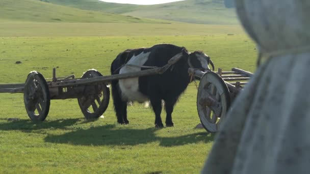 Traditional Tumbrel Black Yak Steer Rural Meadow Tumbrel Tumbril Cart — Stock Video