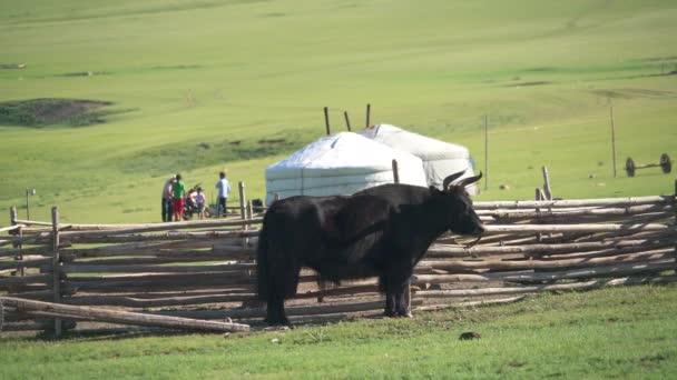 Yak Doméstico Bovid Domesticado Cabelos Longos Descendente Bos Grunniens Mutus — Vídeo de Stock