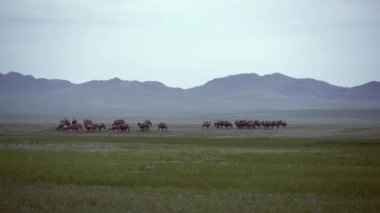 Asya 'nın Steppe' inde serbest dolaşan vahşi deve sürüsü. Bactrian Camelus bactrianus. Gobi kyzylkum taklamakan karakum wildlife. Moğolistan iki hörgüçlü hörgüçlü hörgüçlü Asya doğası..
