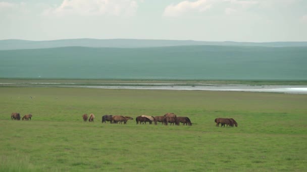 Free Herd Wild Horses Great Lakeside Meadow Animal Horse Liberty — Stock Video