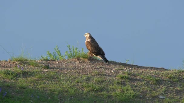 Jägarhawk Rovfågel Släktet Men Falcon Falco Fåglar Rovfåglar Vilda Vilda — Stockvideo