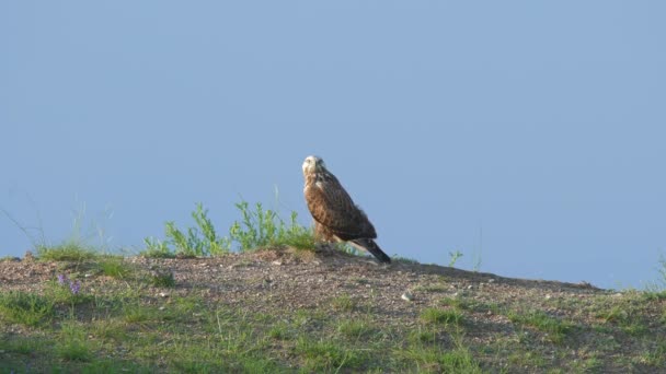 Falco Predatore Cacciatore Uccello Rapace Nel Genere Buteo Falco Falco — Video Stock