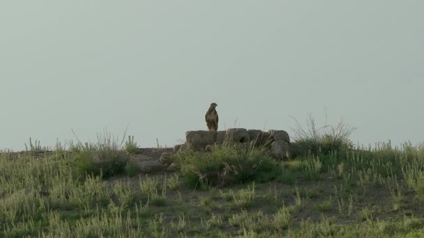 Halcón Cazador Depredador Ave Rapiña Género Buteo Falcon Falco Aves — Vídeo de stock