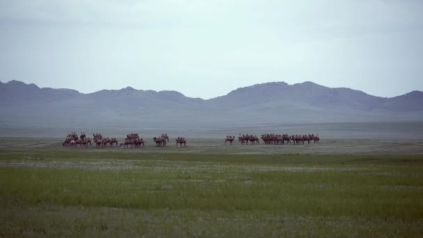 Herd Wild Camel Free Roaming Vrij Steppe Van Azië Bactrian — Stockvideo