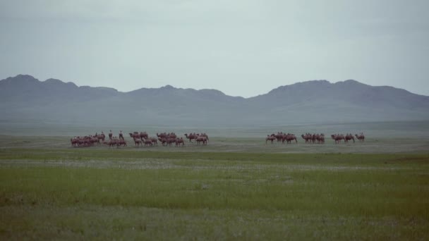 Herd Wild Camel Free Roaming Vrij Steppe Van Azië Bactrian — Stockvideo