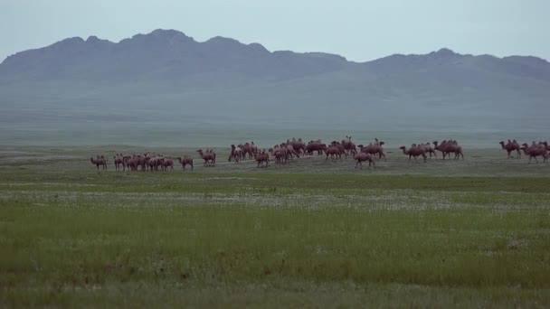 Stádo Volně Žijících Velbloudů Volně Potulující Stepi Asie Baktrian Camelus — Stock video