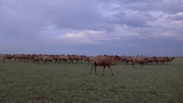 Gobi Kyzylkum Taklamakan Karakum Dun Wildlife Mongolia Два Горба Один — стокове відео