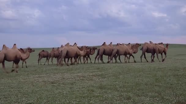 Stádo Volně Žijících Velbloudů Volně Potulující Stepi Asie Baktrian Camelus — Stock video