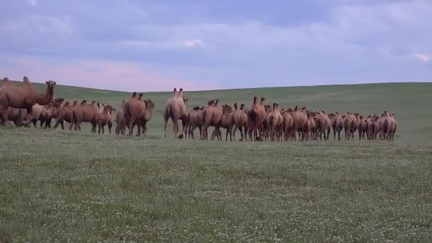 Herd Wild Camel Free Roaming Vrij Steppe Van Azië Bactrian — Stockvideo