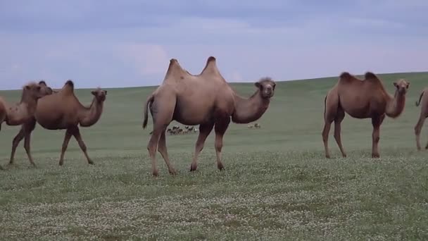 Стадо Диких Верблюдов Свободно Бродит Степи Азии Бактрийский Camelus Bactrianus — стоковое видео