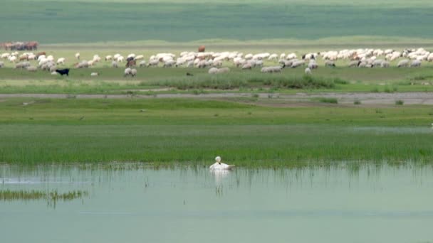 Samotny Łabędź Jeziorze Otoczony Stadami Zwierząt Zwierząt Dzika Przyroda Natura — Wideo stockowe