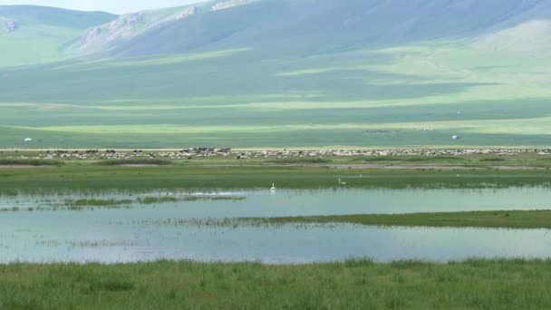 Cigno Solitario Sul Lago Circondato Mandrie Animali Fauna Selvatica Animale — Video Stock