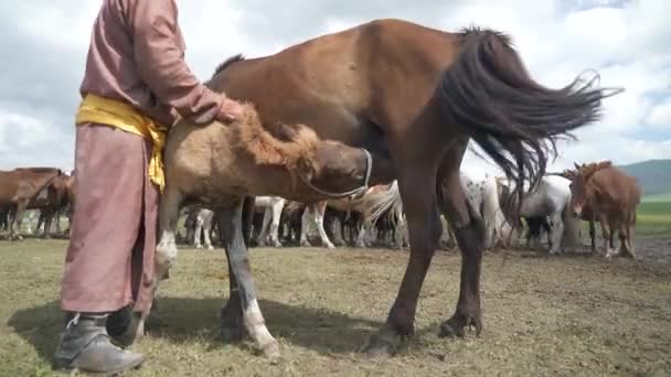Μια Μητέρα Πουλάρι Ρουφάει Γάλα Του Αλόγου Άγρια Θηλυκά Ζώα — Αρχείο Βίντεο