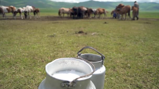 Milk Cans Filled Horse Milk Milk Can Churn Two Few — Stock Video