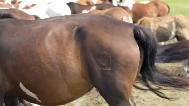 馬のブランディングは 所有者を識別するために家畜をマークするための技術です 所有権を指定するフリーズブランドの詳細 — ストック動画
