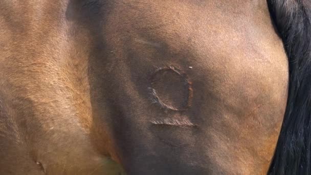 Horse Branding Technique Marking Livestock Identify Owner Detail Freeze Brand — Stock Video