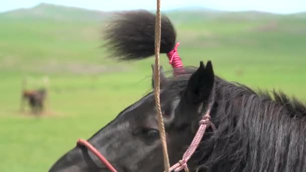 Δέστε Μια Χαίτη Αλόγου Ένα Σχοινί Στα Άλογα Χαίτη Είναι — Αρχείο Βίντεο