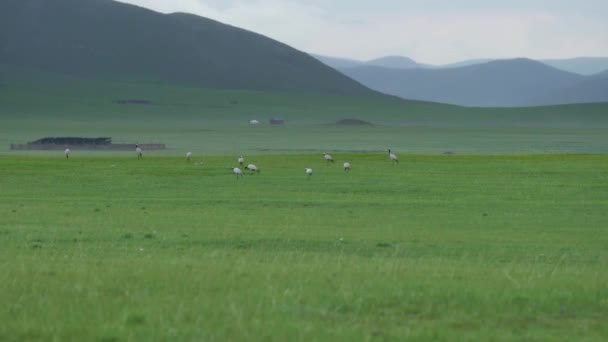 Vanlig Trana Grus Grus Eurasiatisk Trana Fågel Familjen Gruidae Tranor — Stockvideo