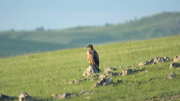 Águila Silvestre Hábitat Natural Raptor Kite Buitre Harrier Plumaje Buitre — Vídeos de Stock