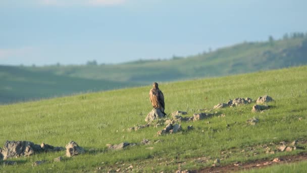 Águia Selvagem Habitat Raptor Natural Kite Buzzard Harrier Plumagem Abutre — Vídeo de Stock