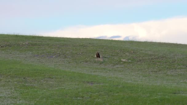 自然の生息地で野生のワシ ラプターカイトブザードのハリアーの急落のハゲタカの羽状虫動物野生生物自然ハンタースカベンジャー鳥羽状羽状羽状羽状羽状羽状羽状羽状羽状羽状羽状羽状羽状羽状羽状羽状羽状羽状羽状羽状羽状羽状羽状羽状羽状羽状羽状羽状羽状羽状羽状羽状羽状羽状羽状羽状羽状羽状羽状 — ストック動画