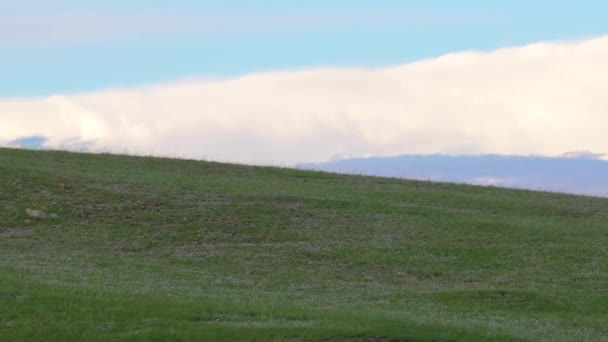 Águia Selvagem Habitat Raptor Natural Kite Buzzard Harrier Plumagem Abutre — Vídeo de Stock