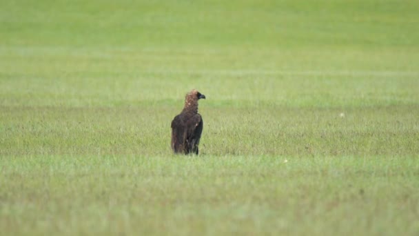 Abutre Cinereous Selvagem Livre Habitat Natural Meadow Wildlife Caçador Marrom — Vídeo de Stock