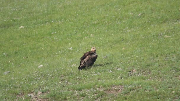 Águila Silvestre Hábitat Natural Raptor Kite Buitre Harrier Plumaje Buitre — Vídeo de stock