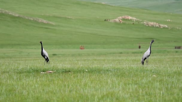 普通鹤欧亚大陆鹤 Grus Grus Eurasian Crane 是一种家养鹤科鸟类 大的大型雄伟鸟类野生动物野生动物的背景电影背景纪录片拍摄草地 — 图库视频影像