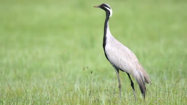 Common Crane Grus Grus Eurasian Crane Bird Family Gruidae Cranes — Stock Video