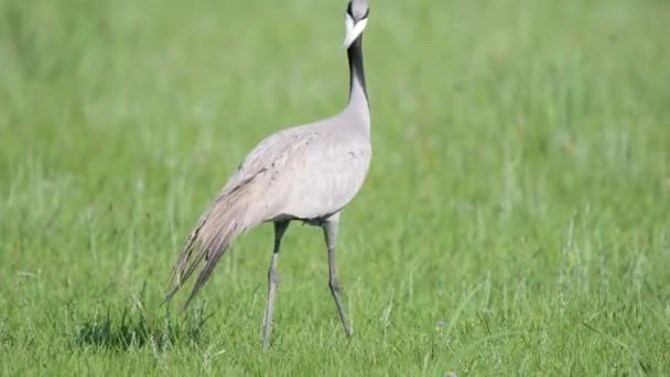 Common Crane Grus Grus Eurasian Crane Bird Family Gruidae Cranes — Stock Video
