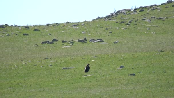 Wilde Adelaar Natuurlijke Habitat Raptor Vlieger Buizerd Kiekendief Verenkleed Gier — Stockvideo