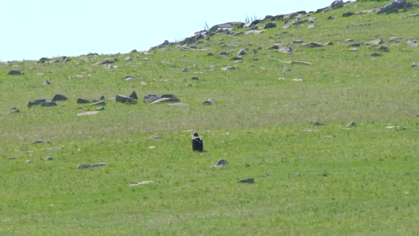 Abutre Cinereous Selvagem Livre Habitat Natural Meadow Wildlife Caçador Marrom — Vídeo de Stock