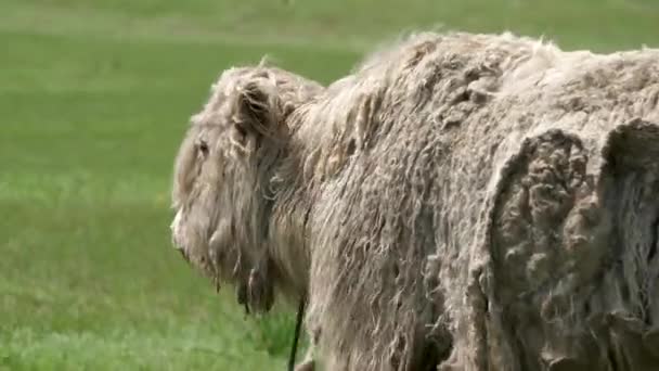 Yak Branco Com Pêlo Extremamente Longo Bos Grunniens Bovid Domesticado — Vídeo de Stock