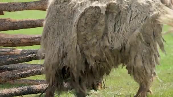White Yak Extremely Long Hair Fur Bos Grunniens Long Haired — Stock Video